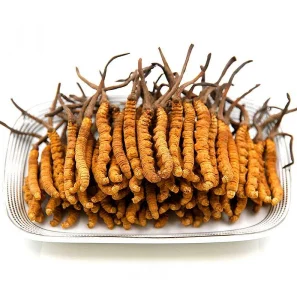 Кордицепс: Чудо-гриб с удивительными свойствами