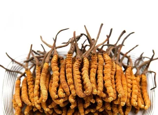 Кордицепс: Чудо-гриб с удивительными свойствами