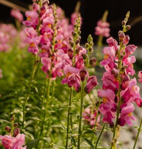 Цветочная ферма: Основы, процесс и преимущества