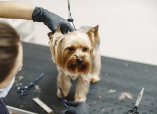 Стрижка собак: забота о комфорте и здоровье вашего питомца