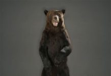 Чучело медведя: Искусство таксидермии и культурное значение