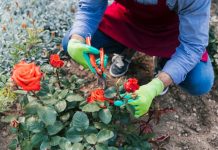 Как выбрать грунт для роз: советы по выбору почвы для ваших цветников