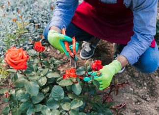 Как выбрать грунт для роз: советы по выбору почвы для ваших цветников