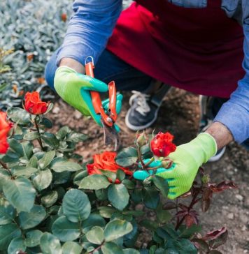 Как выбрать грунт для роз: советы по выбору почвы для ваших цветников