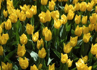 Желтые цветы: являются ли они признаком разлуки?