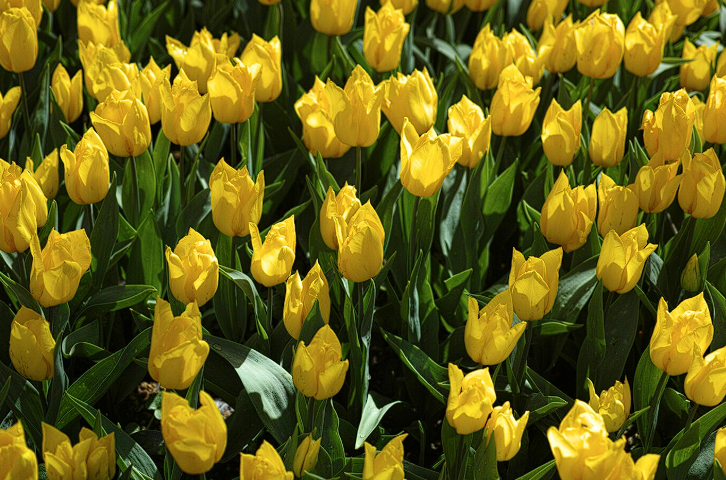 Желтые цветы: являются ли они признаком разлуки?