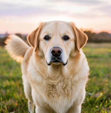 Распознавание болевого синдрома у собак крупных пород