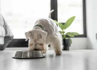 Секреты здорового питания: Как выбрать влажный корм для питомца – советы ветеринара, чтобы ваш любимец был полон энергии и жизненных сил