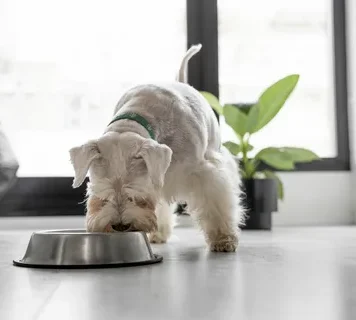 Секреты здорового питания: Как выбрать влажный корм для питомца – советы ветеринара, чтобы ваш любимец был полон энергии и жизненных сил