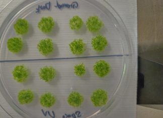 Мох выжил в открытом космосе: споры растения провели 9 месяцев снаружи МКС