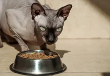 Питание сфинкса: как выбрать корм и избежать ошибок