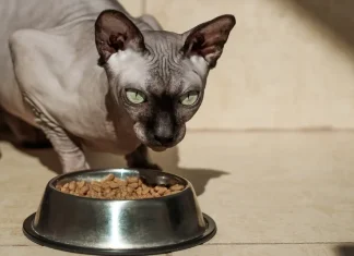 Питание сфинкса: как выбрать корм и избежать ошибок