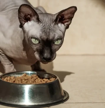 Питание сфинкса: как выбрать корм и избежать ошибок