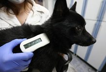 Маркировка и учет питомцев: идея здравая, но легко превращается в раздражитель
