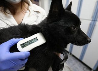 Маркировка и учет питомцев: идея здравая, но легко превращается в раздражитель