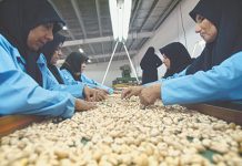 Центральная Азия и Россия останутся без иранских фисташек