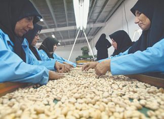 Центральная Азия и Россия останутся без иранских фисташек