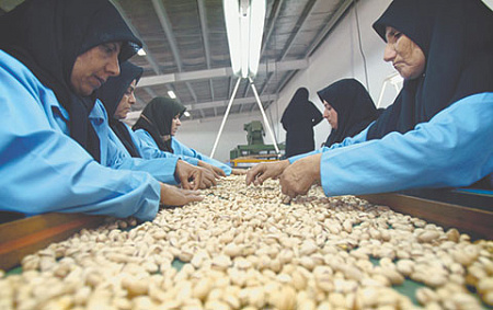 Центральная Азия и Россия останутся без иранских фисташек