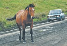 К 2030 году почти весь автопарк в России будет старше 10 лет