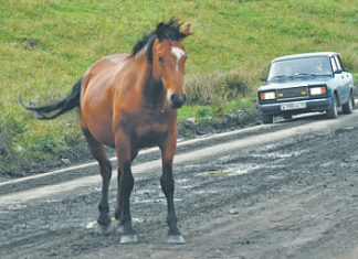 К 2030 году почти весь автопарк в России будет старше 10 лет