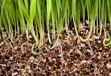 Вермикулит для растений: свойства, применение и тонкости использования