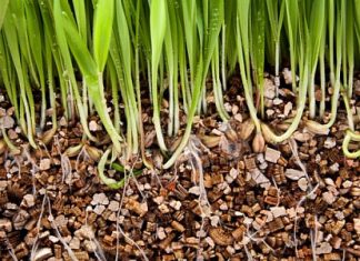 Вермикулит для растений: свойства, применение и тонкости использования