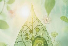 Ученые не оставляют попыток повторить в лаборатории процесс фотосинтеза