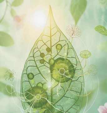 Ученые не оставляют попыток повторить в лаборатории процесс фотосинтеза