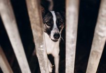 Около тысячи собак в Красноярске спасли от усыпления благодаря федеральной кампании