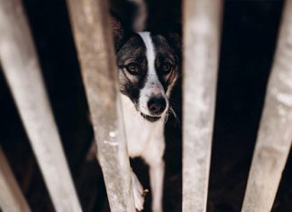 Около тысячи собак в Красноярске спасли от усыпления благодаря федеральной кампании