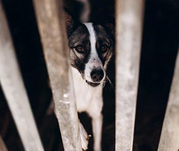 Около тысячи собак в Красноярске спасли от усыпления благодаря федеральной кампании