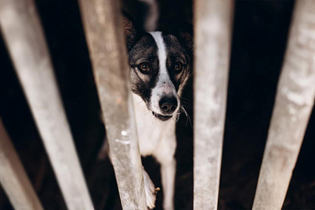 Около тысячи собак в Красноярске спасли от усыпления благодаря федеральной кампании