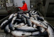 Реформа рыбной отрасли – в густом тумане