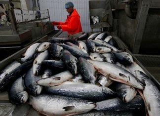 Реформа рыбной отрасли – в густом тумане