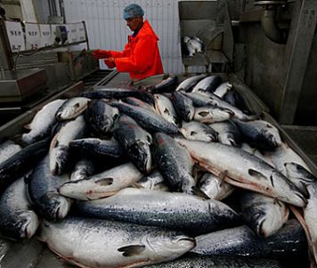 Реформа рыбной отрасли – в густом тумане