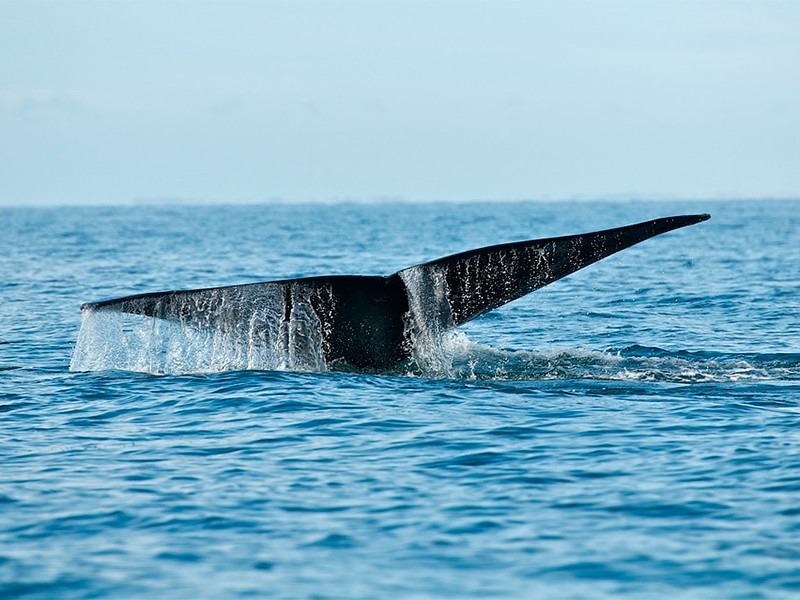 К опустевшим из-за коронавируса пляжам на юго-востоке Франции приплыли огромные киты и акулы (ВИДЕО)