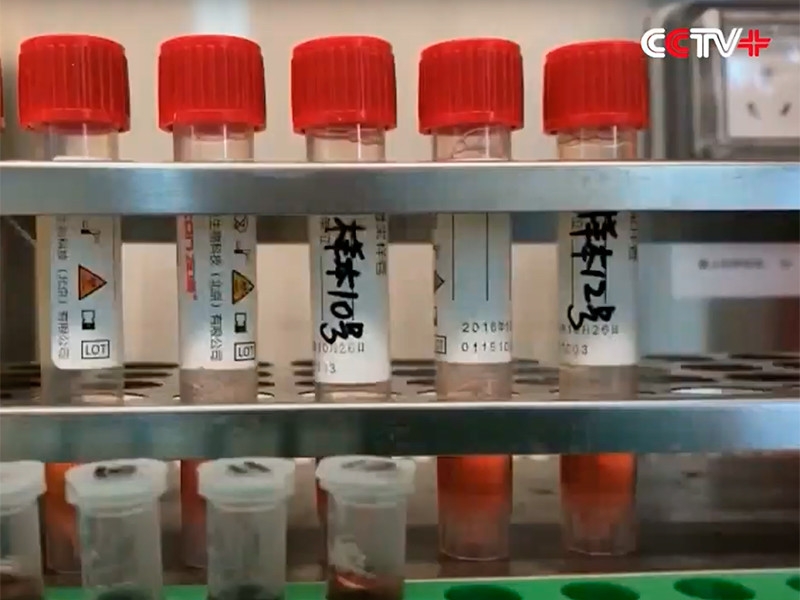 "Самое дорогостоящее сокрытие всех времен": американские СМИ рассказали о лабораторном происхождении и нулевом пациенте коронавируса в Ухане